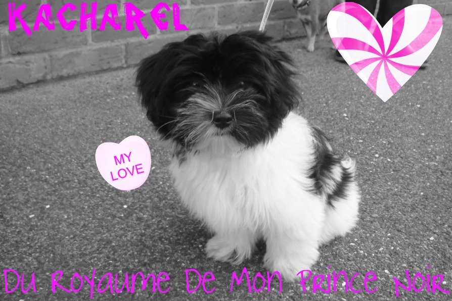 Petite Kacharel en pose photo 