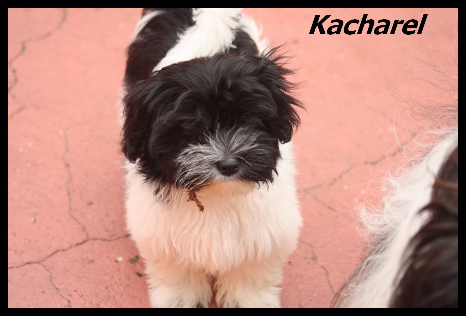 Kacharel 3.5 mois 