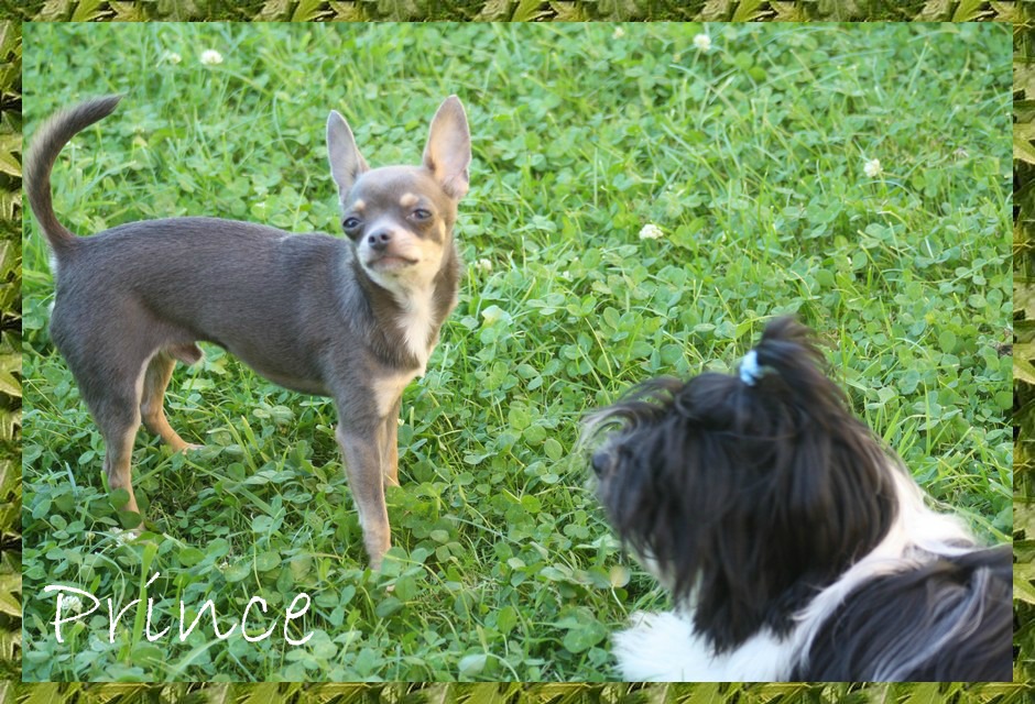 Kacharel et son copain Pince un Chihuahua 